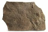 Cruziana (Fossil Trilobite Trackway) - Morocco #253161-1